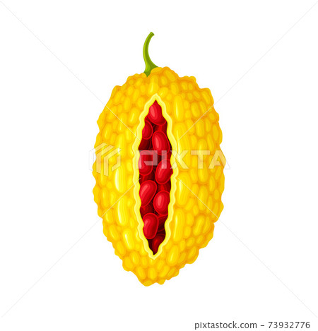 Momordica Charantia Or Bitter Melon With Stock Illustration