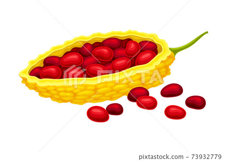 Momordica Charantia Or Bitter Melon With Stock Illustration