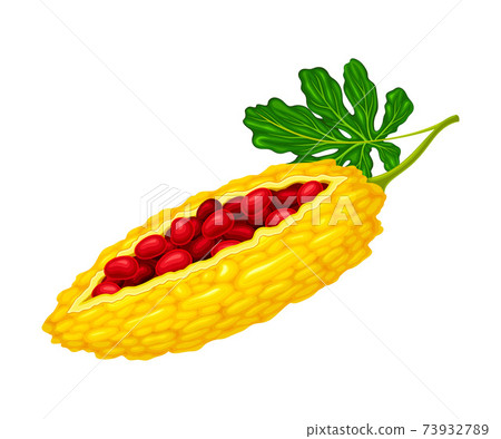 Momordica Charantia Or Bitter Melon With Stock Illustration
