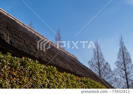 Tree roof and a row of trees 73932811