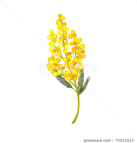 Branch of Mimosa or Silver Wattle with Bipinnate Leaves and Yellow Racemose Inflorescences Vector Illustration Branch of Mimosa or Silver Wattle with Bipinnate Leaves and Yellow Racemose Inflorescences Vector Illustration 73932815