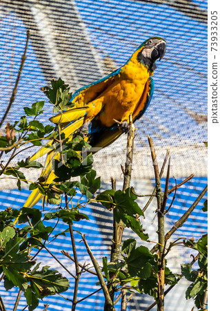 The Blue-and-yellow Macaw, Ara ararauna is a large South American parrot 73933205