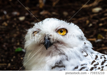 The Snowy Owl, Bubo scandiacus is a large, white owl of the owl family The Snowy Owl, Bubo scandiacus is a large, white owl of the owl family 73933210