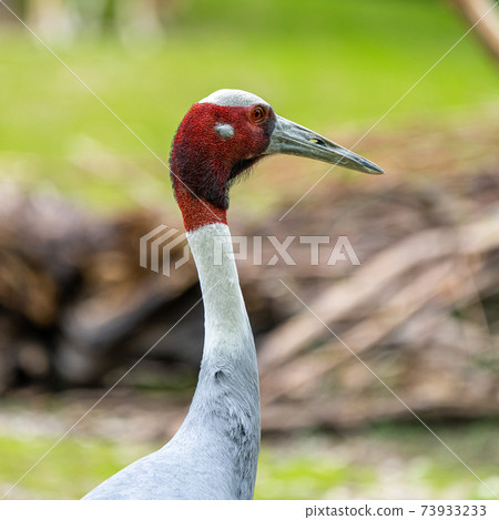 Sarus crane, Grus antigone also known as Indian sarus crane Sarus crane, Grus antigone also known as Indian sarus crane 73933233