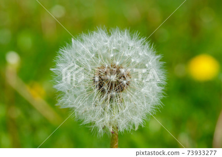 Beautiful fluffy dandelion with seeds against the green grass Beautiful fluffy dandelion with seeds against the green grass 73933277