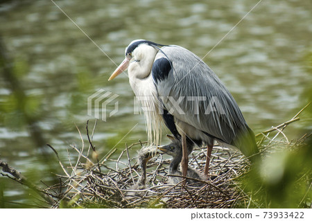 灰鷺育兒-嵌套在水面20厘米處的灰鷺家族 灰鷺育兒-嵌套在水面20厘米處的灰鷺家族 73933422