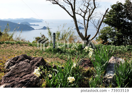 Daffodils of the Shirasaki Coast, Nakayama 73933519