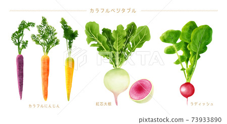 Watercolor illustration colorful vegetable set Watercolor illustration colorful vegetable set 73933890