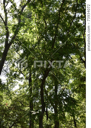 Overgrown trees 73934072