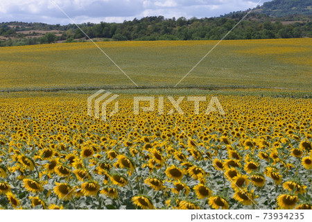 Sunflower field in southern France 73934235