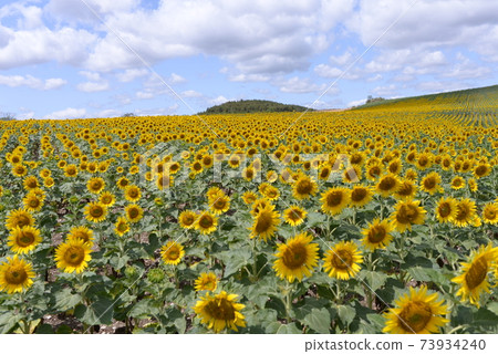 Sunflower field in southern France Sunflower field in southern France 73934240