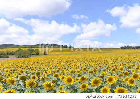 Sunflower field in southern France 73934255