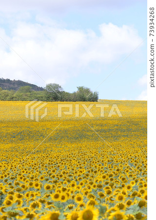 Sunflower field in southern France 73934268
