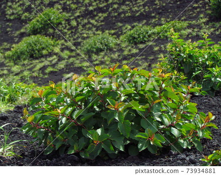 Tokyo, Miyakejima, Tade Tokyo, Miyakejima, Tade 73934881