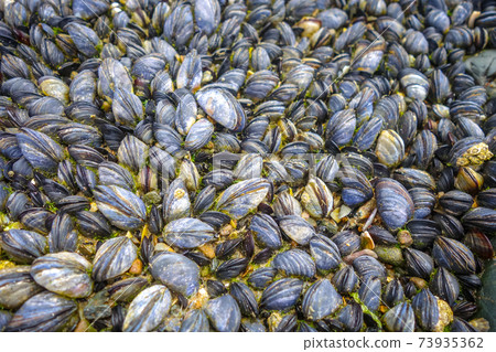 Mussels hanging on a rock 73935362