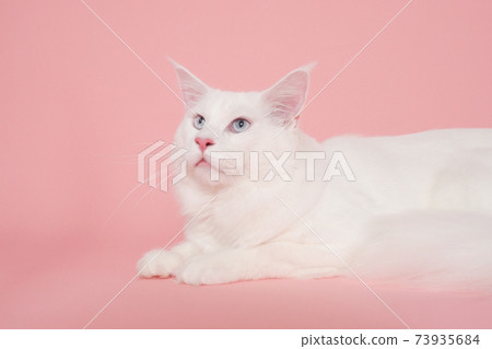 White cat looking up (Maine Coon) White cat looking up (Maine Coon) 73935684