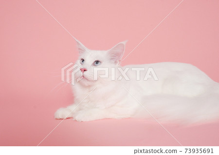 查找隻白貓(緬因州) 查找隻白貓(緬因州) 73935691