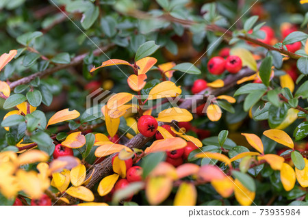 autumn background with red gaultheria autumn background with red gaultheria 73935984