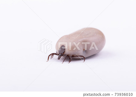 Tick Danger insect Tick Danger insect 73936010