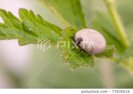 Tick Danger insect Tick Danger insect 73936016