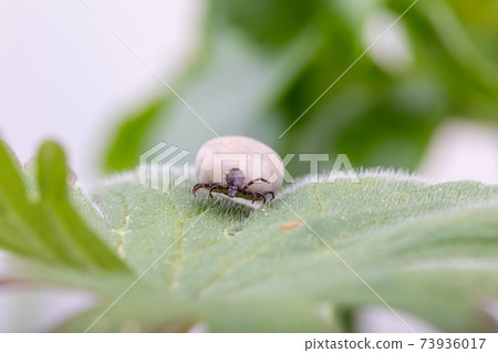 Tick Danger insect 73936017