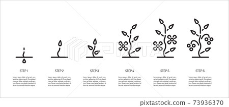 stages of plant growth from seeds to berries 73936370