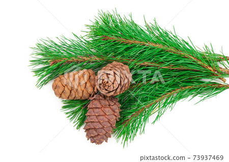 Cedar cones with branch on white Cedar cones with branch on white 73937469