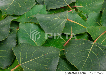 Aspen green leaves. Texture fof design Aspen green leaves. Texture fof design 73937522