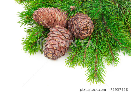 Cedar cones with branch on white 73937538