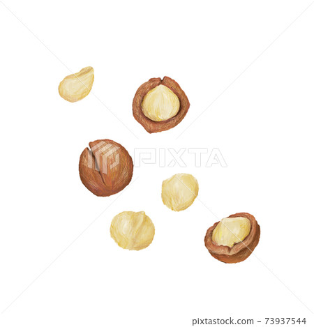 Macadamia nuts: hand-drawn illustrations 73937544