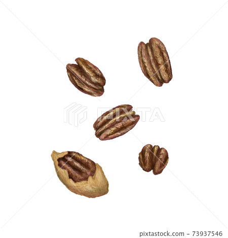 Pecan nuts: hand-drawn illustrations Pecan nuts: hand-drawn illustrations 73937546