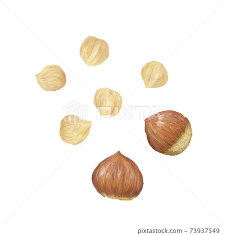 榛子：手繪插圖 73937549