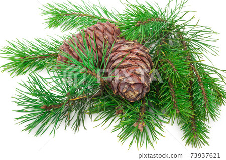 Cedar cones with branch on white Cedar cones with branch on white 73937621