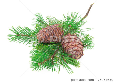 Cedar cones with branch on white Cedar cones with branch on white 73937630