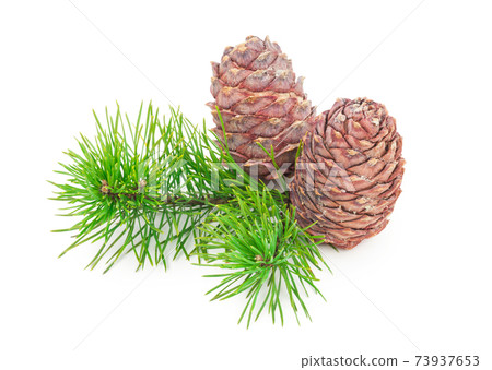 Cedar cones with branch on white 73937653