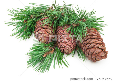 Cedar cone with branch on white 73937669