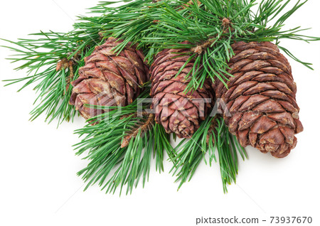Cedar cones with branch on white 73937670