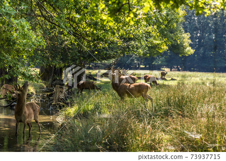 Deers in Animal Park of Chateau de Vizille Deers in Animal Park of Chateau de Vizille 73937715