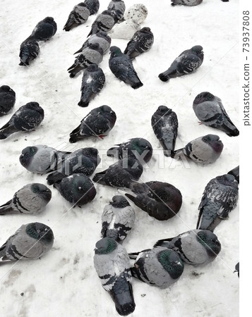 A flock of urban pigeons in the winter on the snow 73937808