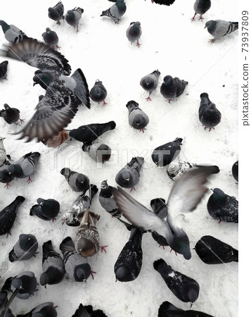 A flock of urban pigeons in the winter on the snow 73937809