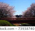 紅色橋樑和櫻花 73938740
