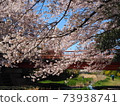 在河邊的櫻花 73938741