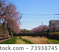 河畔垂枝櫻花 73938745