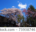櫻花和春天的天空 73938746