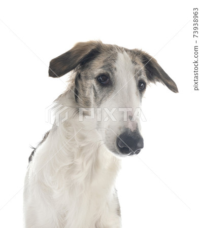 borzoi in studio borzoi in studio 73938963