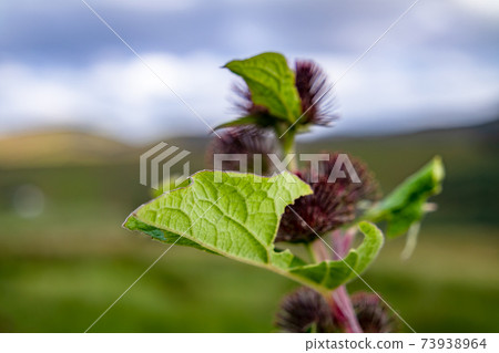 leaf of Irish wildflower Lesser Burdock, Artium minus, during the summer leaf of Irish wildflower Lesser Burdock, Artium minus, during the summer 73938964