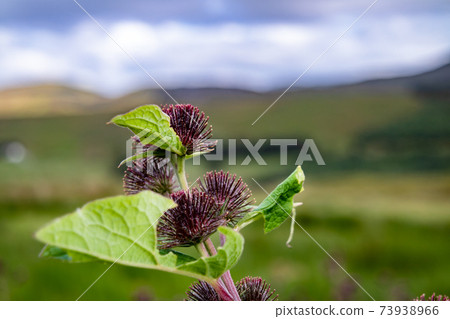 Irish wildflower Lesser Burdock, Artium minus, during the summer Irish wildflower Lesser Burdock, Artium minus, during the summer 73938966