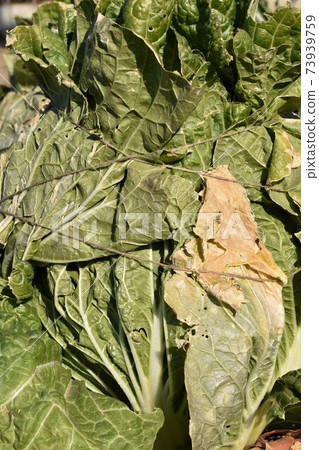Chinese cabbage in winter Chinese cabbage in winter 73939759