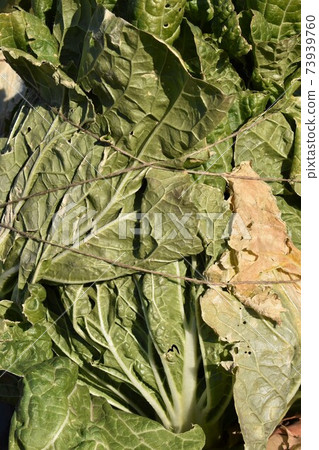 Chinese cabbage in winter Chinese cabbage in winter 73939760