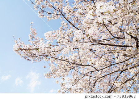 櫻花 73939968